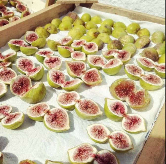 Fichi Frutti Orto Km Zero Campagne Tradizioni Gastronomiche Locali Vieste Gargano